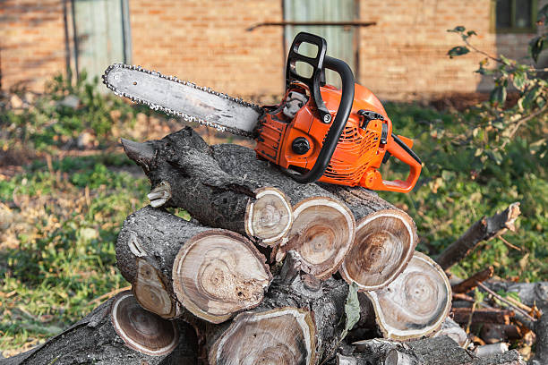 The Steps Involved in Our Tree Care Process in Belmont, NC